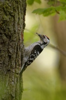 Strakapoud maly - Dendrocopos minor - Lesser Spotted Woodpecker 8961
